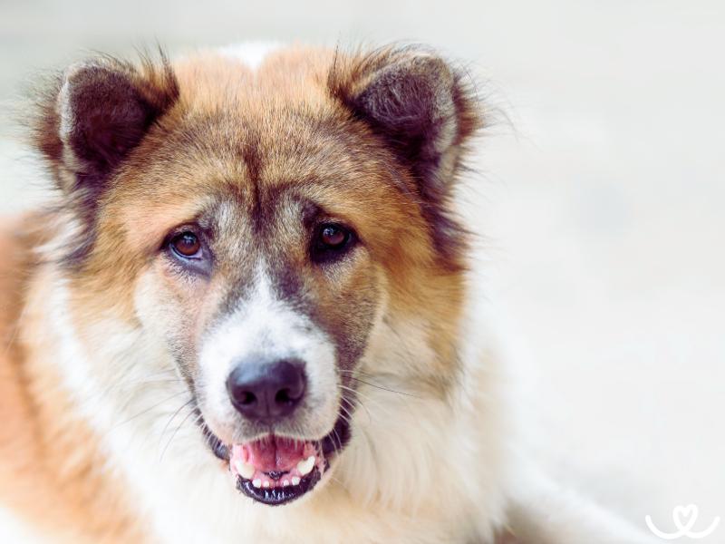 Plemeno-thai-bangkaew-dog (4)